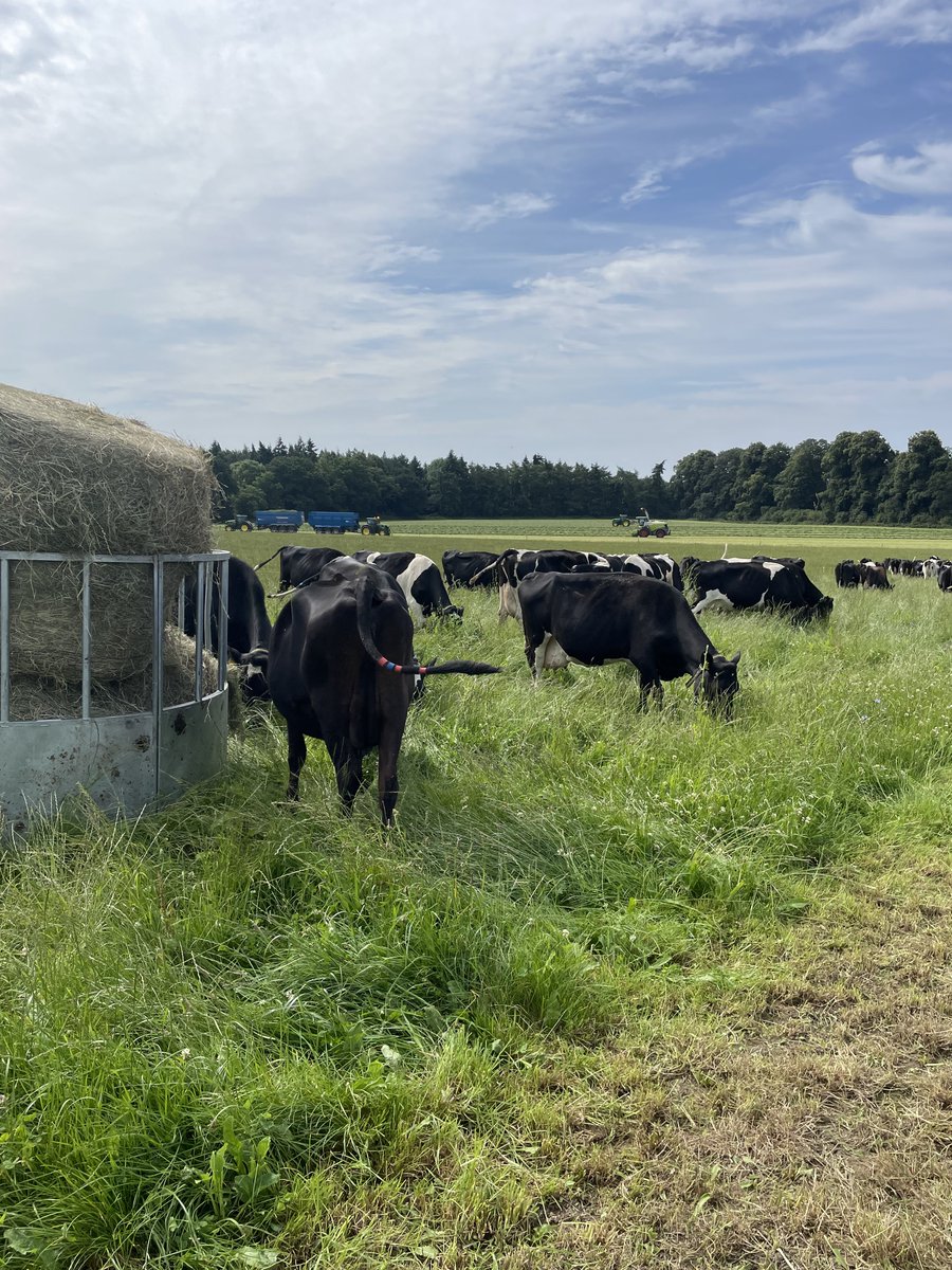 75% of the herd dried off as of today plus snatching 3rd cut before the next lump of rain arrives tonight.