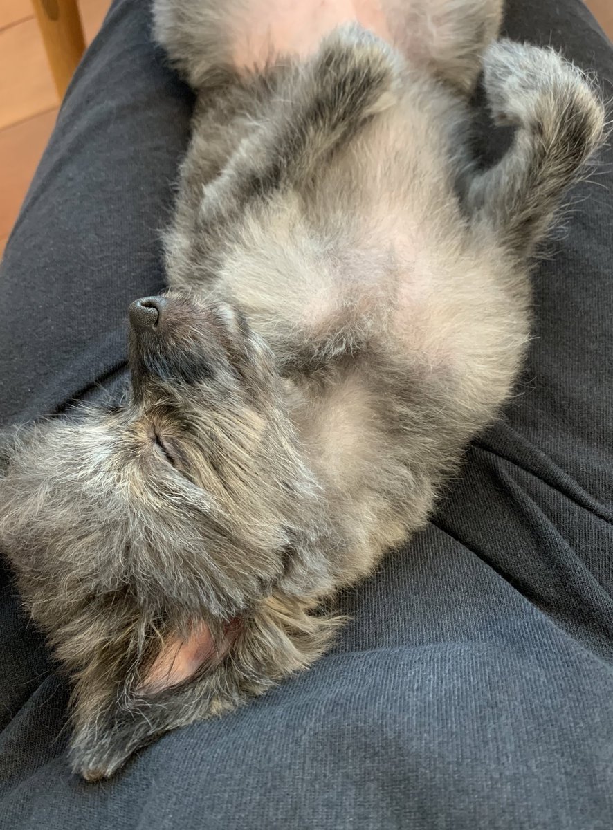 Deloris2306's tweet photo. トリミングしてきた子は、膝の上で寝るのが好きらしいのです https://t.co/2uE0uvhPjv