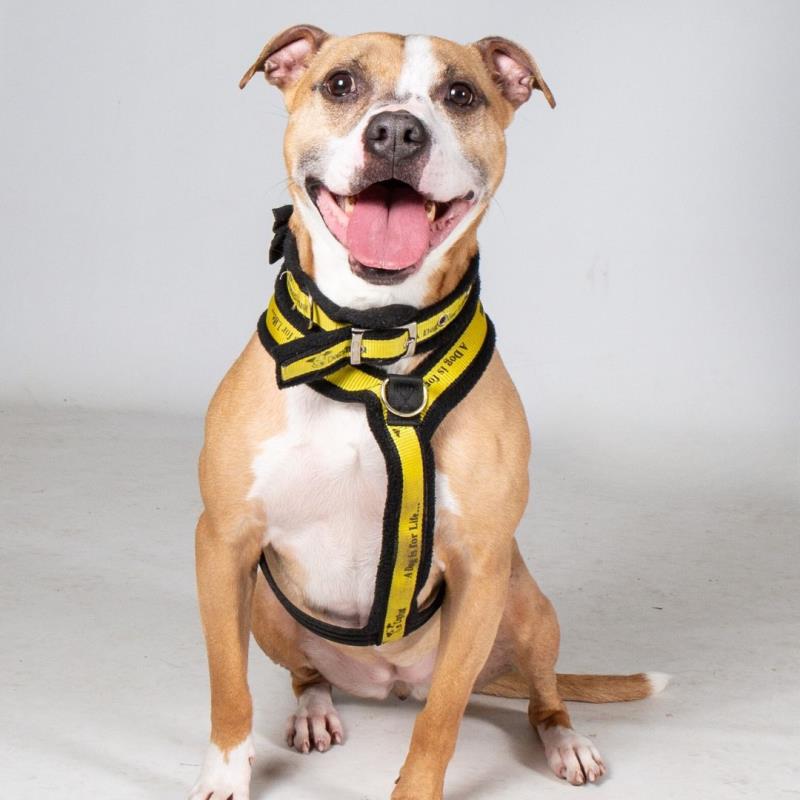 Ok dog lovers, Janice needs a home! She has been with <a href="/DogsTrust_IE/">Dogs Trust Ireland</a> since March 2021, let's get her a home!! Share share share!

A bit about Janice and her story:
thesun.ie/news/10800108/…