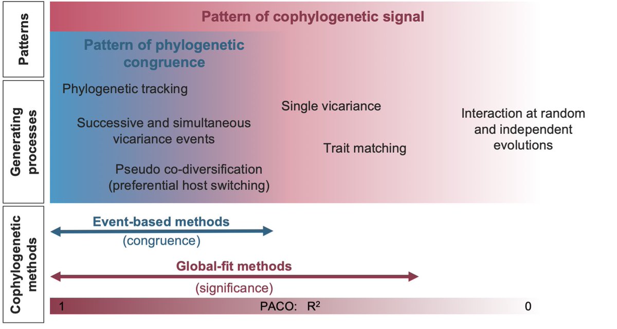 BPerezLamarque's tweet photo. Clarifying the patterns detected by different cophylogenetic methods is key to understanding how interspecific interactions shape and are shaped by evolution. (6/6) https://t.co/ls7iLaifNG
