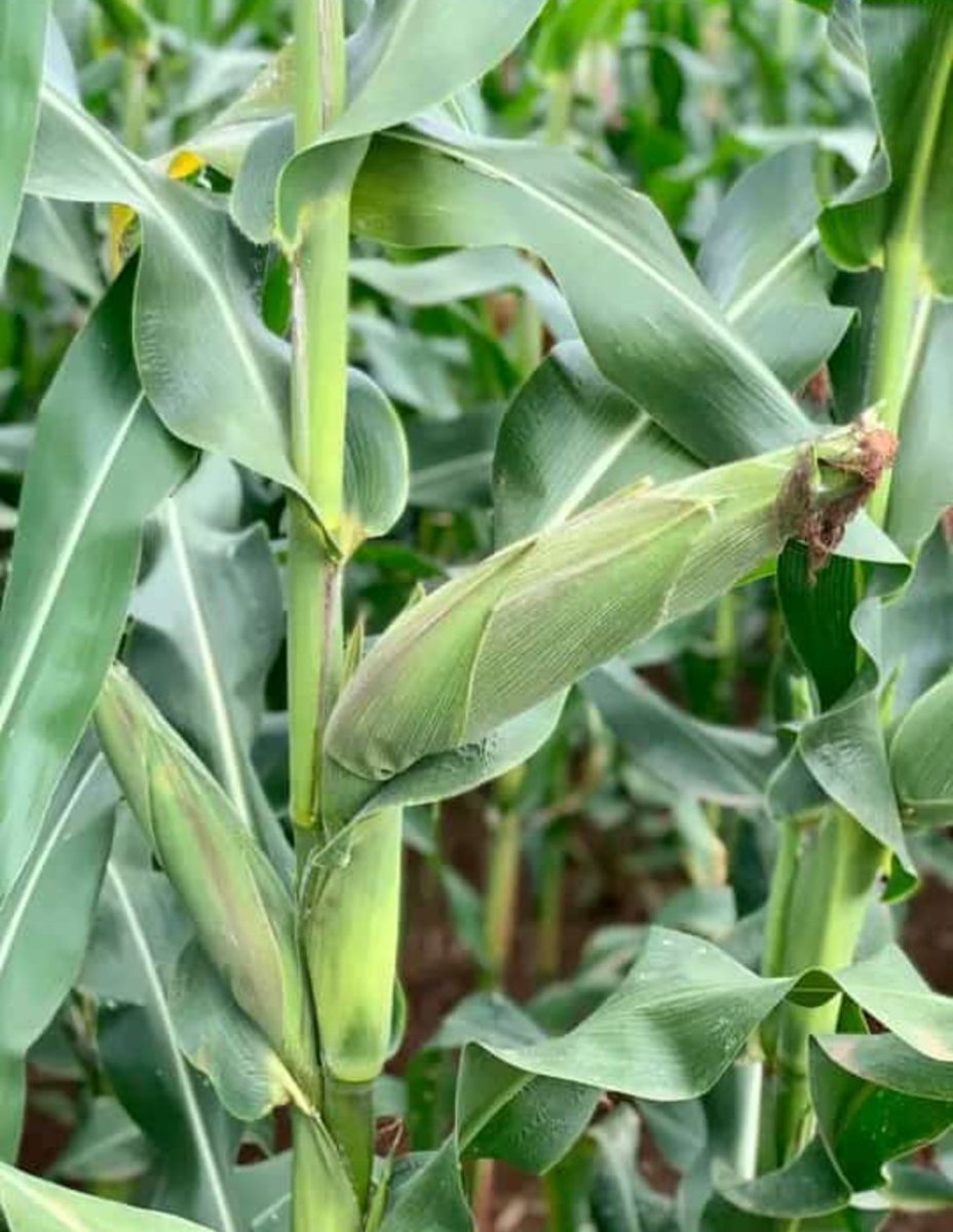 ParisThumi's tweet photo. Four fundamental principles of  crop farming;
1. Soil health
2. Quality irrigation water
3. Quality planting materials
4. Good management
By embracing and incorporating these principles into their operations, farmers have the potential to thrive in their endeavors. https://t.co/wZRR758nbt