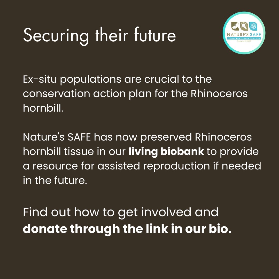 natures_safe's tweet photo. It's time for another species spotlight, where we highlight one of the species we are helping to conserve through our #livingbiobank 

This week, learn more about the Rhinoceros hornbill! 

#cryoconservation #keepnaturesafe https://t.co/a5jpHZEexK