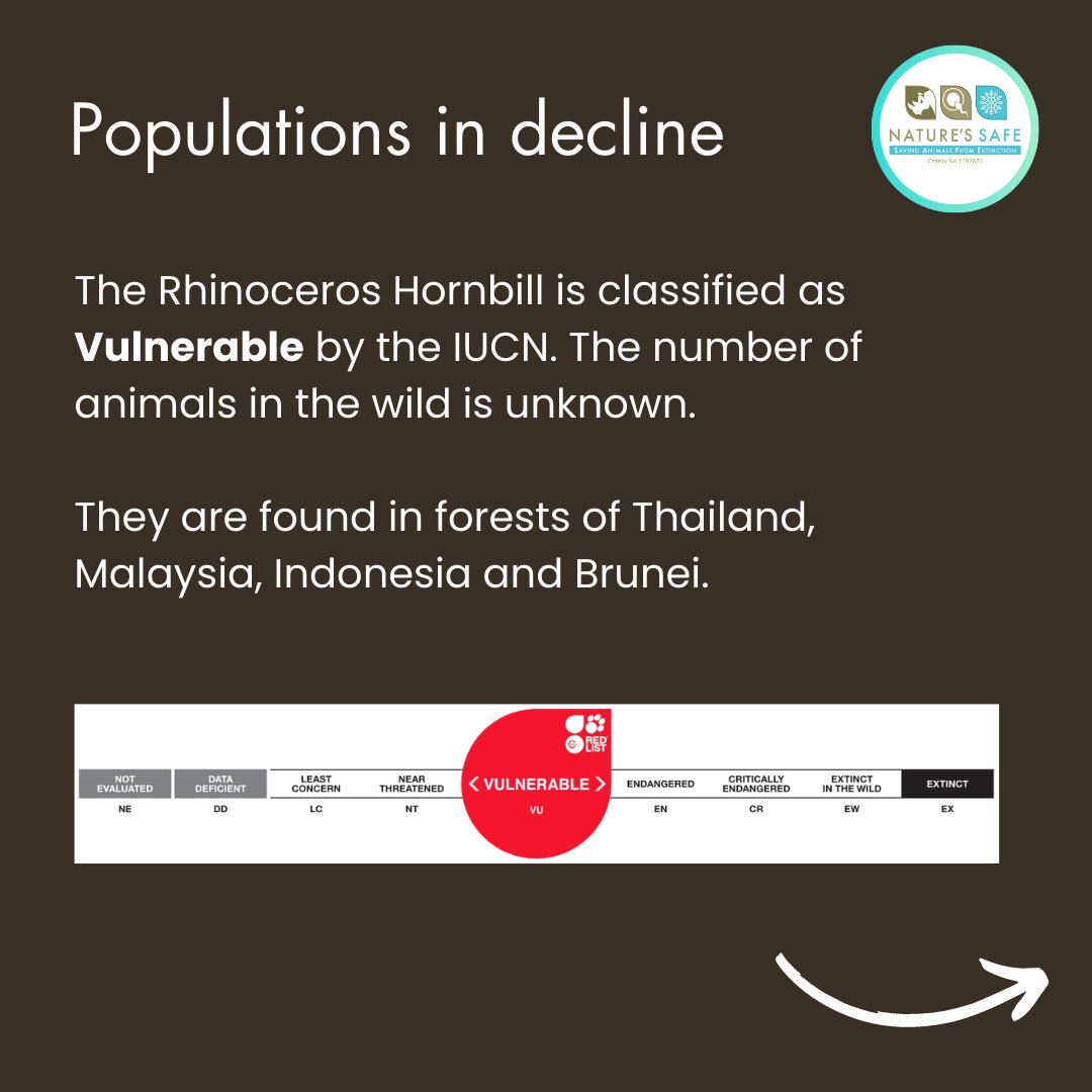 natures_safe's tweet photo. It's time for another species spotlight, where we highlight one of the species we are helping to conserve through our #livingbiobank 

This week, learn more about the Rhinoceros hornbill! 

#cryoconservation #keepnaturesafe https://t.co/a5jpHZEexK