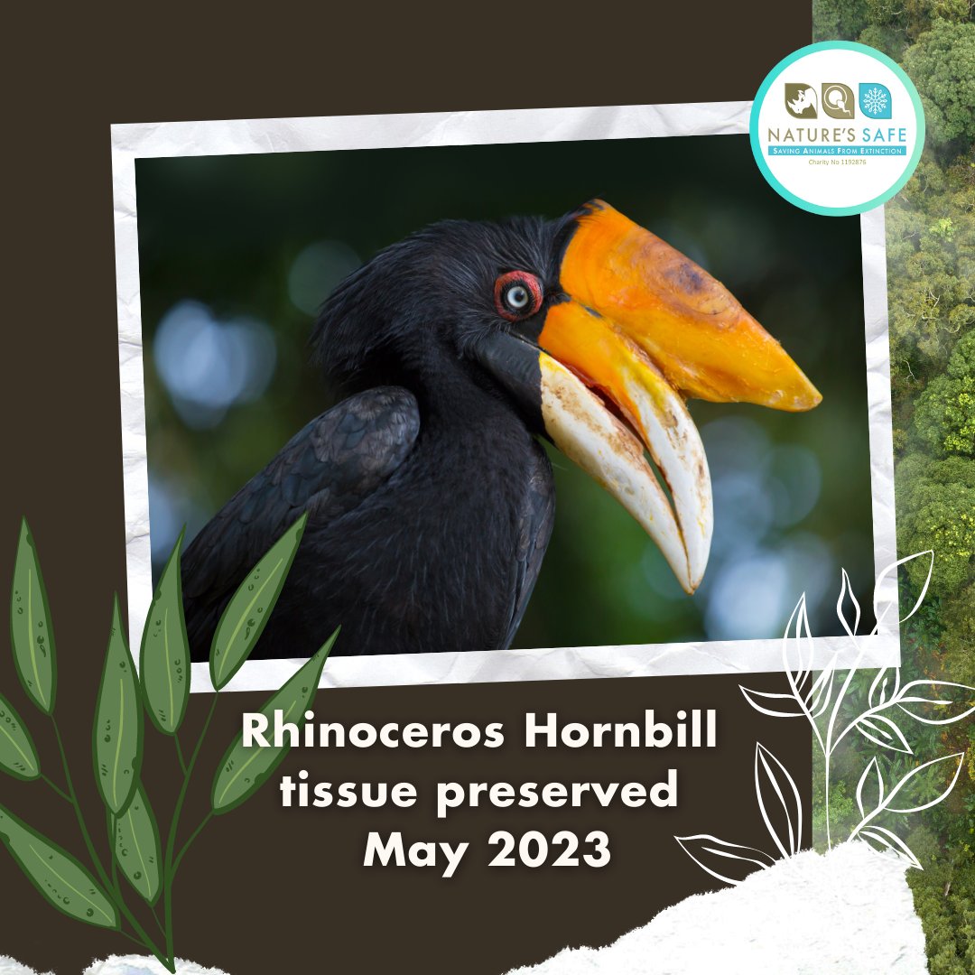 natures_safe's tweet photo. It's time for another species spotlight, where we highlight one of the species we are helping to conserve through our #livingbiobank 

This week, learn more about the Rhinoceros hornbill! 

#cryoconservation #keepnaturesafe https://t.co/a5jpHZEexK