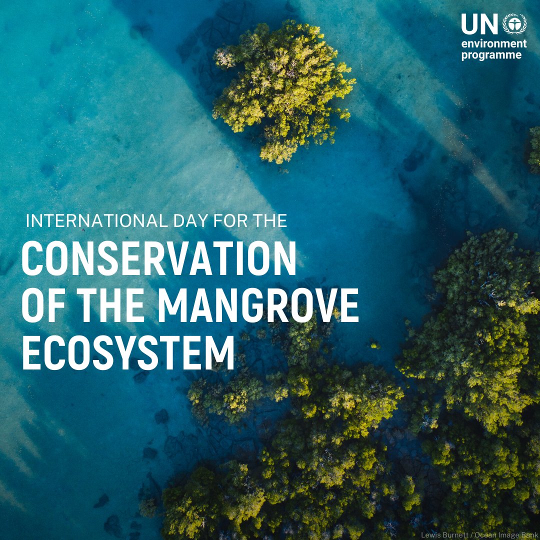 Mangroves are nature's infrastructure. They reduce the impact of #climate change &amp; extreme weather events and are good for health and livelihoods.

On #MangroveDay, here are some reasons why this unique ecosystem matters. #GenerationRestoration

decadeonrestoration.org/inside-look-be…