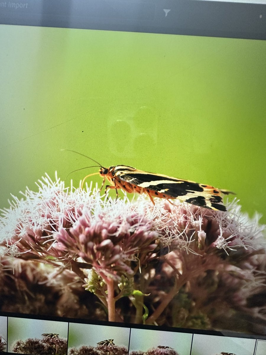 EmilyHobsonMar's tweet photo. A photo of a photo of a tiger on hemp agrimony…. My 10 year old, battered #nikon camera behaving herself nicely ✨#jerseytigermoth #wildflowers https://t.co/YMMrki0ejN