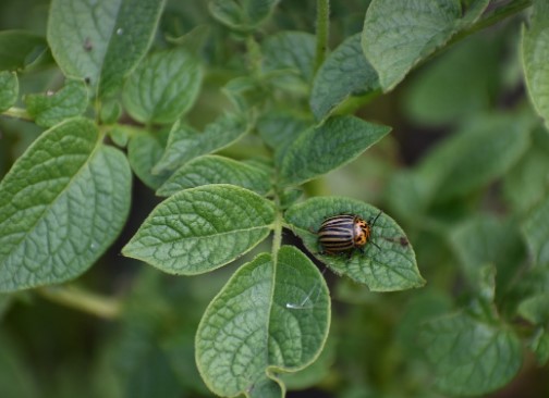 British Potato tweet media