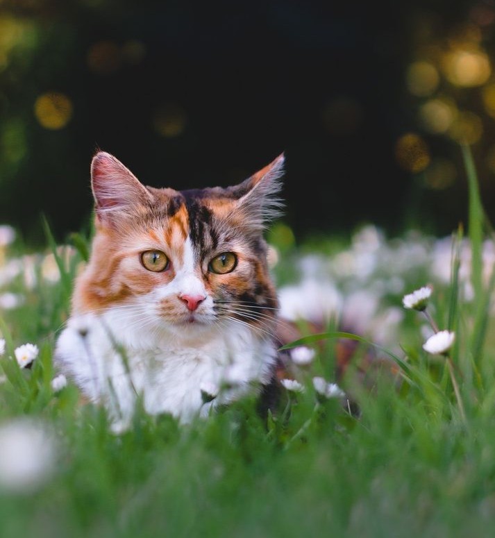 Our Fur Friend @athena_and_sakura must have read our blog on "Helpful Tricks to Keep Your Pets Cool this Summer" because she is finding some solace in the summer shade 😎 Want to learn more tips? Click bit.ly/3NFyLsC to learn hot to keep your hot dog cool!