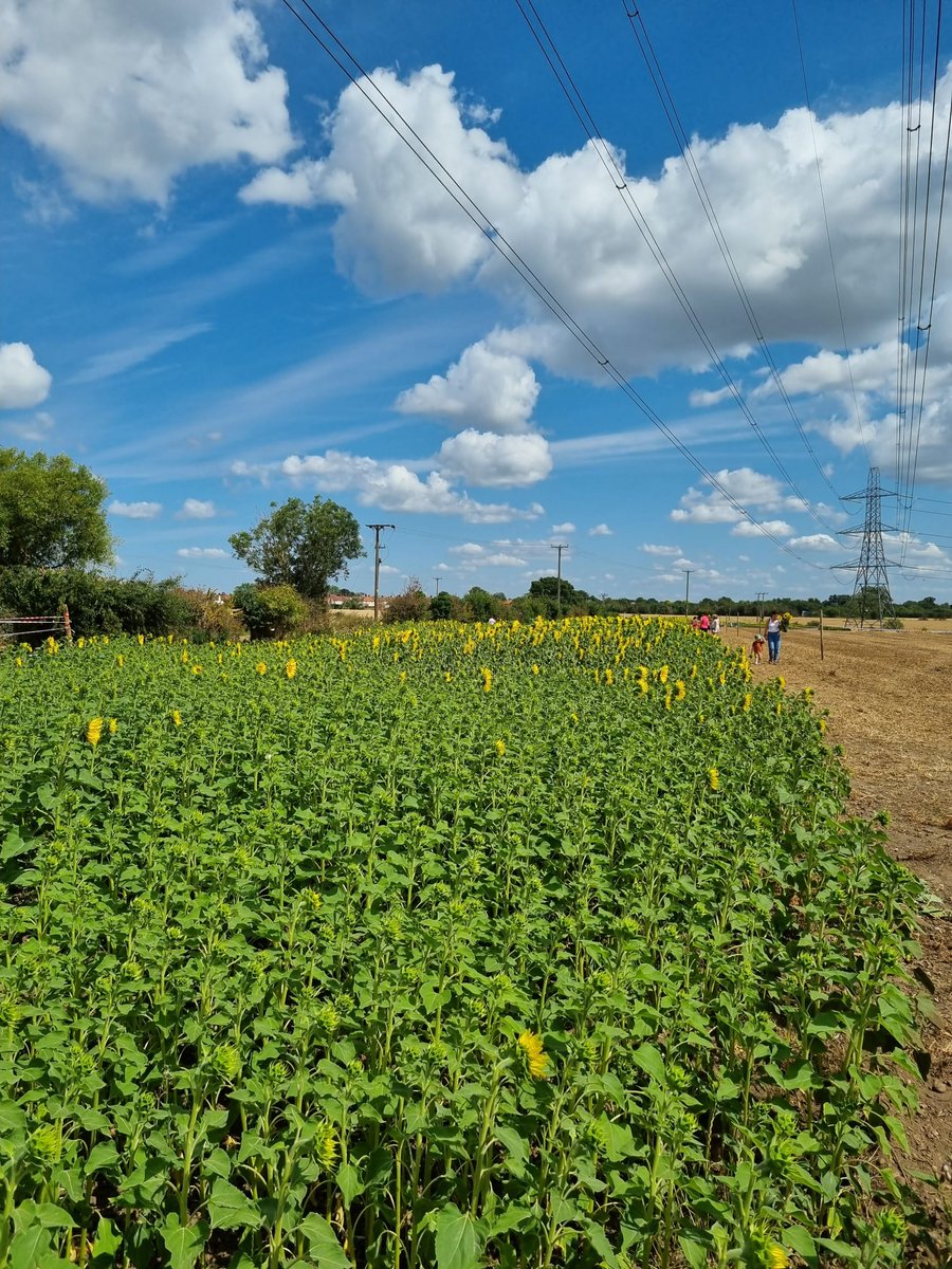 The sunflowers are in bloom at the fields are open. 🌼 we were excited to visit the fields this morning before all the wonderful visitors start arriving. 
Thank you to Helen for opening her fields for <a href="/StLukesHospiceB/">St. Luke's Hospice (Basildon & District)</a> . For more details justgiving.com/page/2023sunfl… 💙💛
