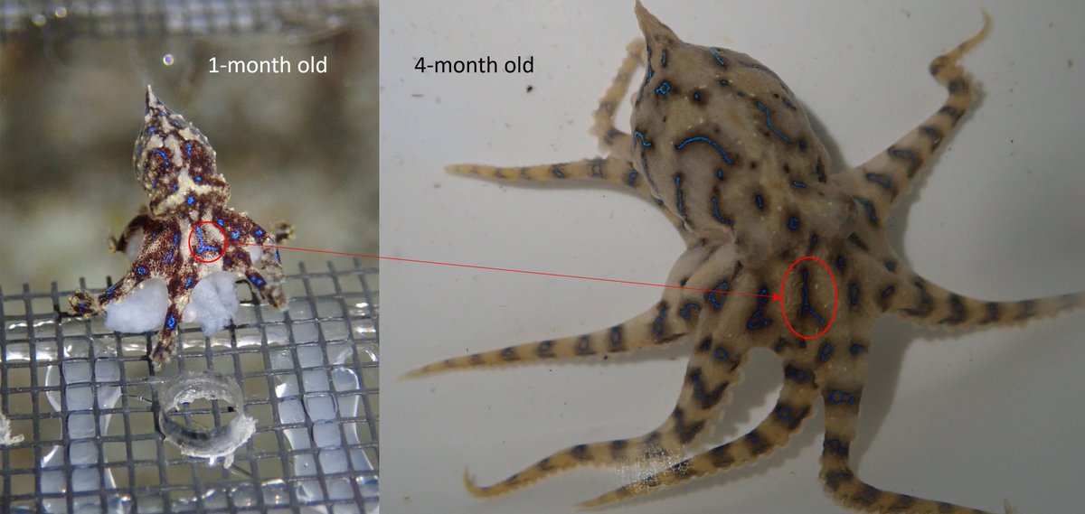 Wen-sung (@wensung978) on Twitter photo The fast growing bluey with the same birthmark #bluelined #octopus #Hapalochlaena #fasciata <a href="/EcoVisUQ/">Visual Ecology UQ</a> The fast growing bluey with the same birthmark #bluelined #octopus #Hapalochlaena #fasciata <a href="/EcoVisUQ/">Visual Ecology UQ</a>