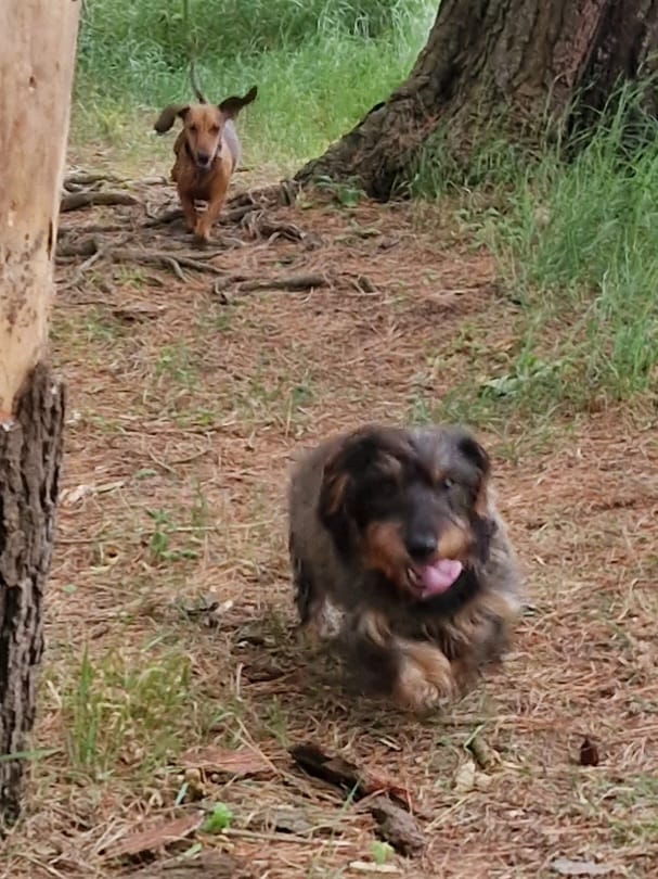 On the hunt for zombies RrraaahhH!
#ZSHQ 
#SausageArmyHQ 
#Dachshunds