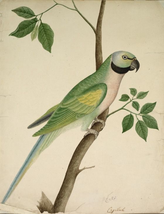 Londoners have mythologized the origins of the green parakeets. Are they descended from two birds released as a symbol of peace by Jimi Hendrix? Escapees from either The African Queen set or from a Brockley flat during a row between George Michael & Boy George...? #WyrdWednesday https://t.co/lcrlqKWrch
