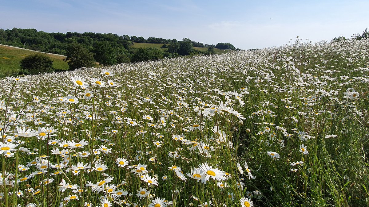 Northbrook Park in #Exeter is set to bloom with a new wildflower meadow! Thanks to @DevonWildlifeTrust, 24 species of local wildflowers will be planted. 

Stay tuned for a colourful spring and a haven for local wildlife. 

news.exeter.gov.uk/city-park-to-g…