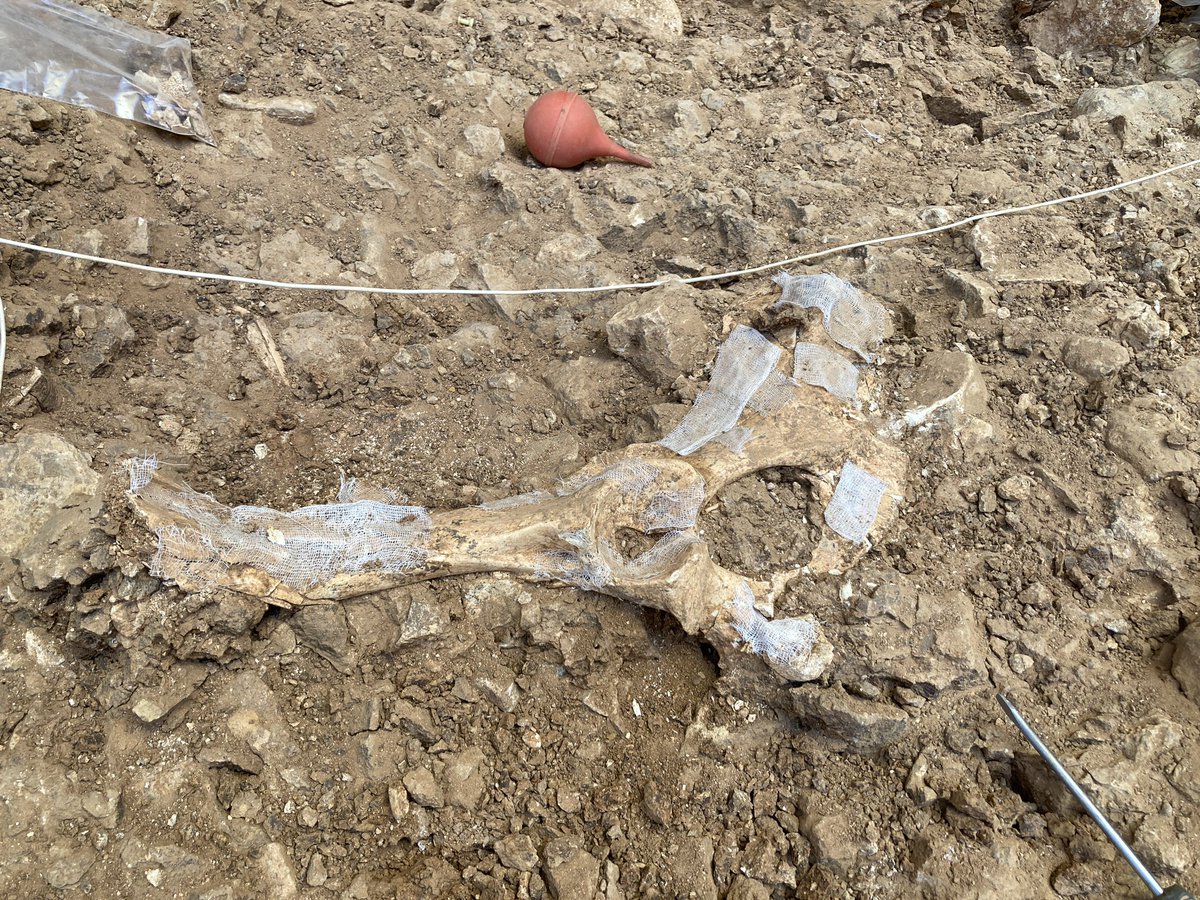 cesarlpz_'s tweet image. Ya se acabó la campaña de Atapuerca 2023 y quiero compartir por aquí algunos de los descubrimientos más molones del nivel TD4 🤩

#Atapuerca23 #GranDolina