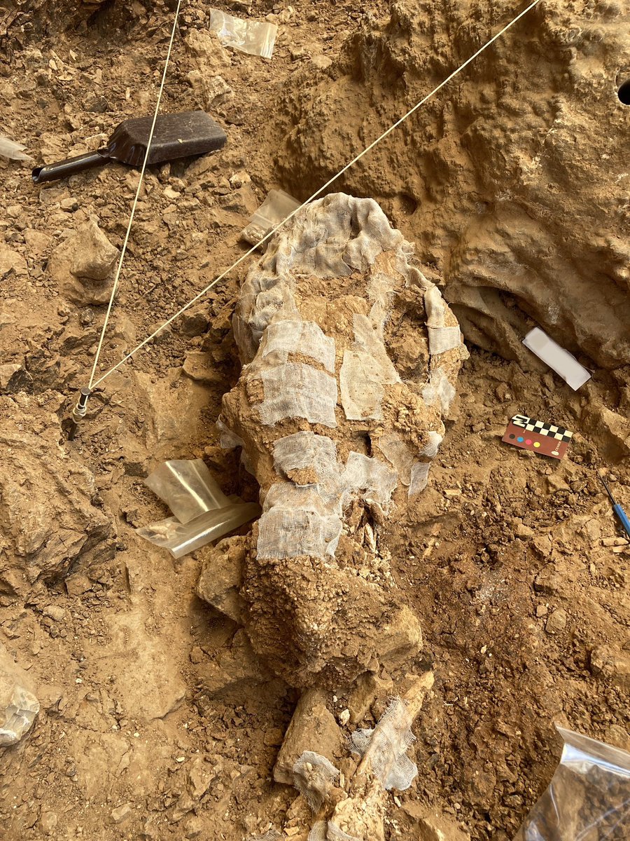 cesarlpz_'s tweet image. Ya se acabó la campaña de Atapuerca 2023 y quiero compartir por aquí algunos de los descubrimientos más molones del nivel TD4 🤩

#Atapuerca23 #GranDolina