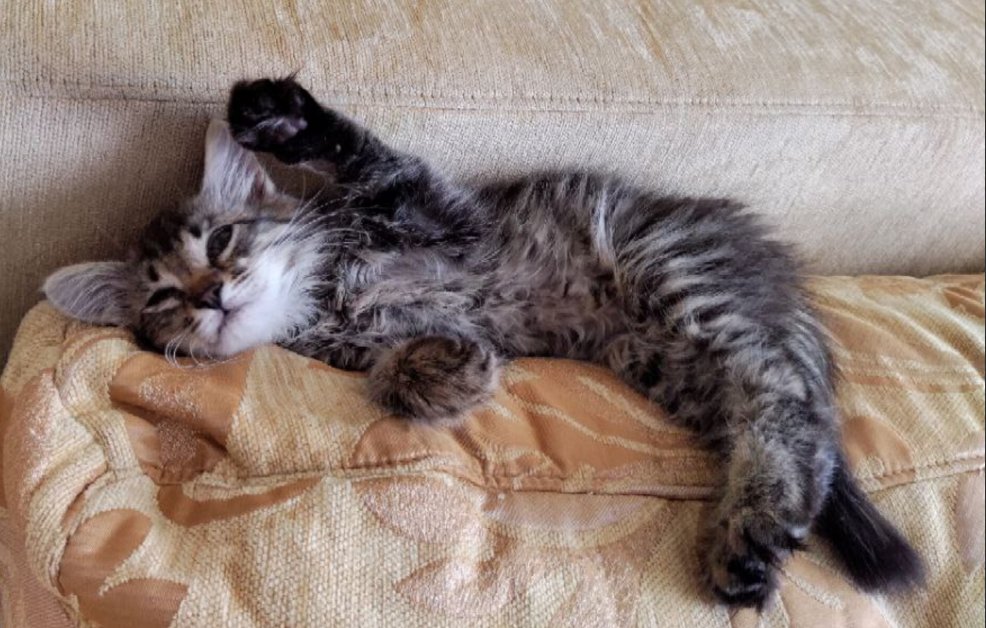 mur_kot's tweet photo. Беларусь, возьмите котика?) Смумрик ищет дом. Бедочка сидел в луже с полностью залепленными гноем глазами и даже не пошевелился на ехавшую на него машину. Был истощенным - откормили. Глаза спасли и пролечили. Шёрстка, что шелк. Будет пушистый и ласковый усатый пацан.) Ретвит плз! https://t.co/5wtDlFede5