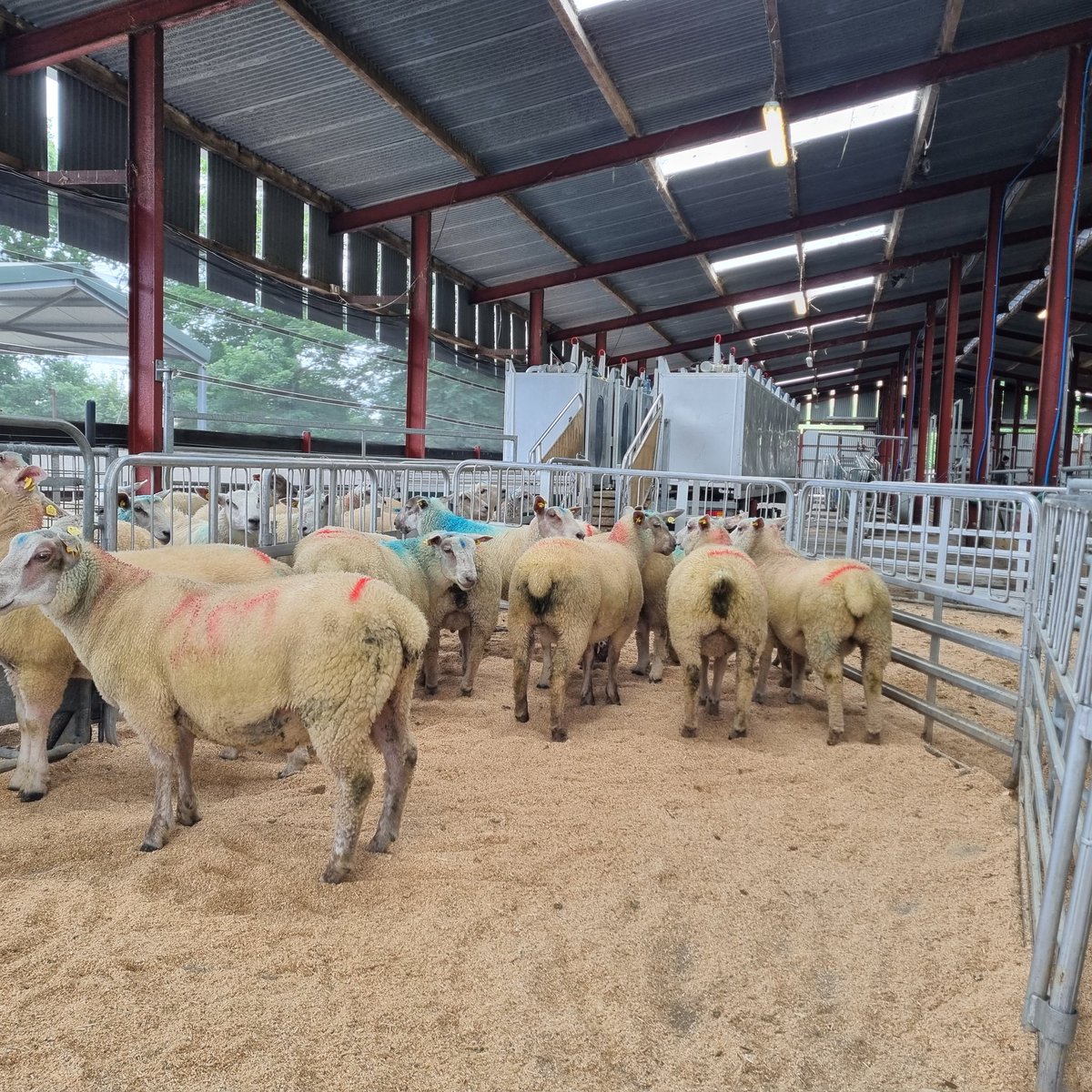 A busy day <a href="/ucdlyonsfarm/">UCD Lyons Farm</a> <a href="/ucdagfood/">UCD School Ag & Food</a> measuring methane output from lambs as part of <a href="/Multi4More/">Multi4More</a> <a href="/agriculture_ie/">Dept of Agriculture, Food and the Marine</a> research project with colleagues from <a href="/TeagascSheep/">TeagascSheep</a> and equipment developed by <a href="/AgResearchNEWS/">AgResearch</a> as part of <a href="/RachieConnolly/">Rachel Connolly</a> PhD. <a href="/Mc_CarronPaddy/">Paddy Mc Carron</a> running the kit