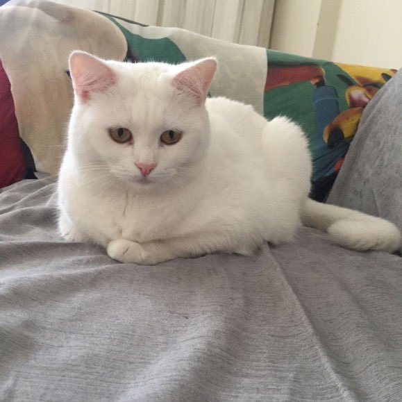 masum_gozler's tweet photo. Mia 2 yaşında kısır çipli , dişi . Evindeki kardeşiyle asla anlaşamıyor bir evin bir kedi olmak istiyor , insan canlısı , çok akıllı . Aile üzülerek sahiplendirmek istiyor . Lütfen bu çocuğun sorumluluğunu alabiliecek bir yuva bulalım . İst - K.hane 05317322935

@alwaysanimals3 https://t.co/7tOWrMlOyz
