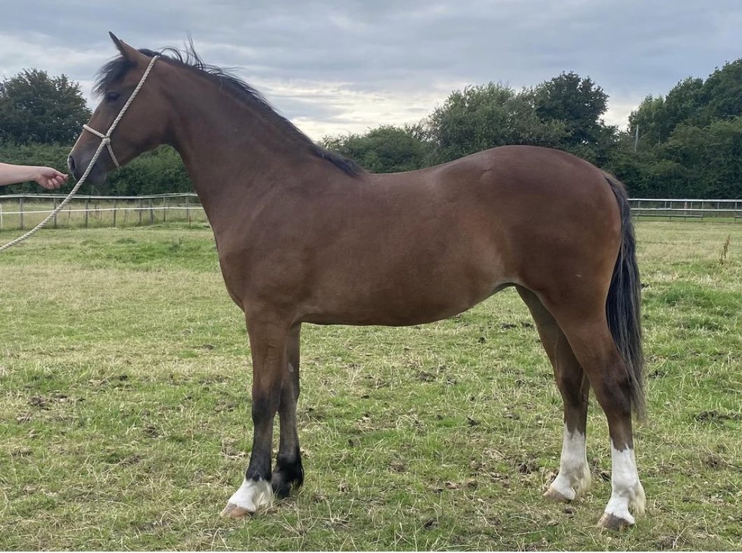 Nottinghill Satisfaction… yearling filly that keeps on growing 🫣 💜