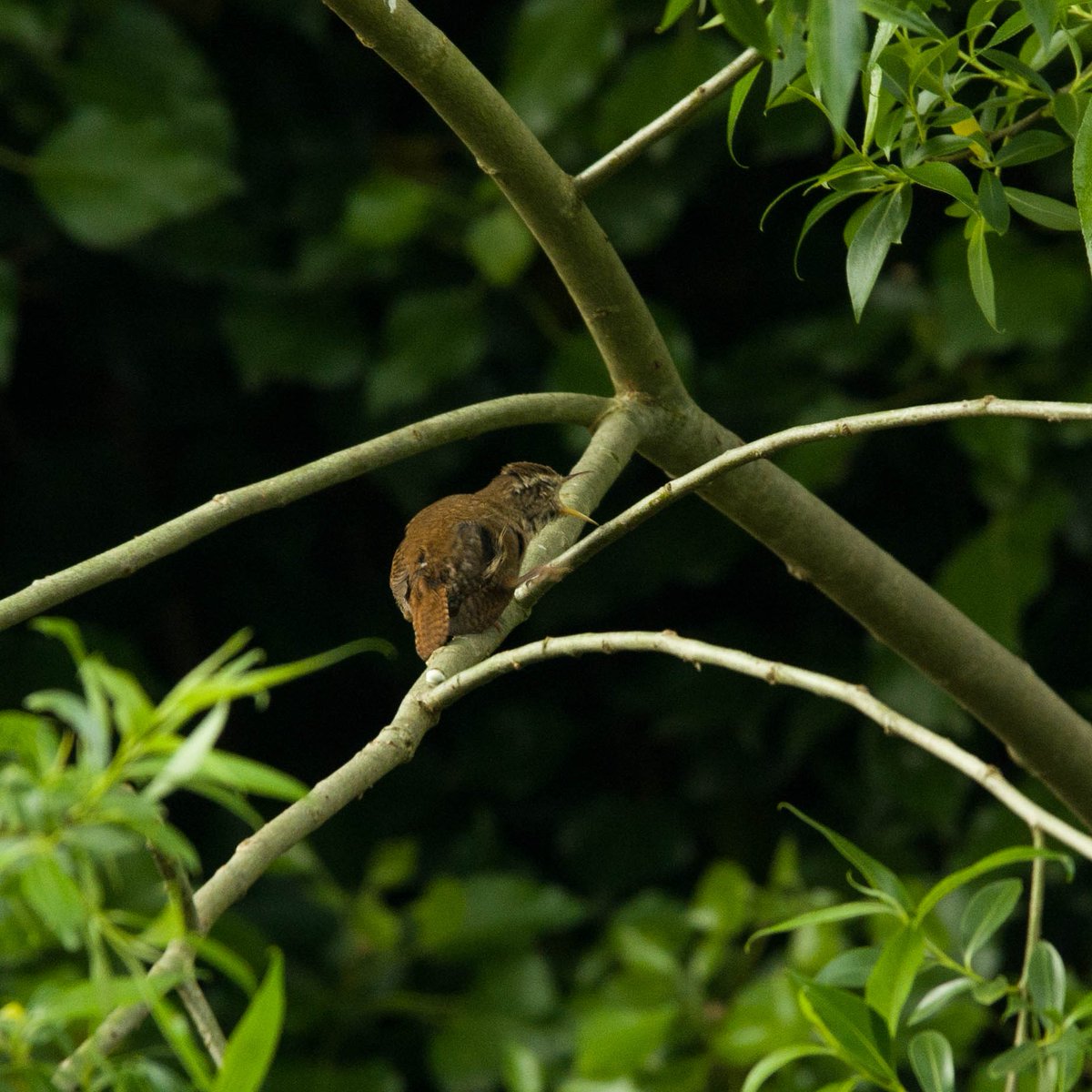EfficientPigeon's tweet photo. @renard_alpin Voici un troglodyte mignon ! Bon courage ! https://t.co/QBPg2LJb2F