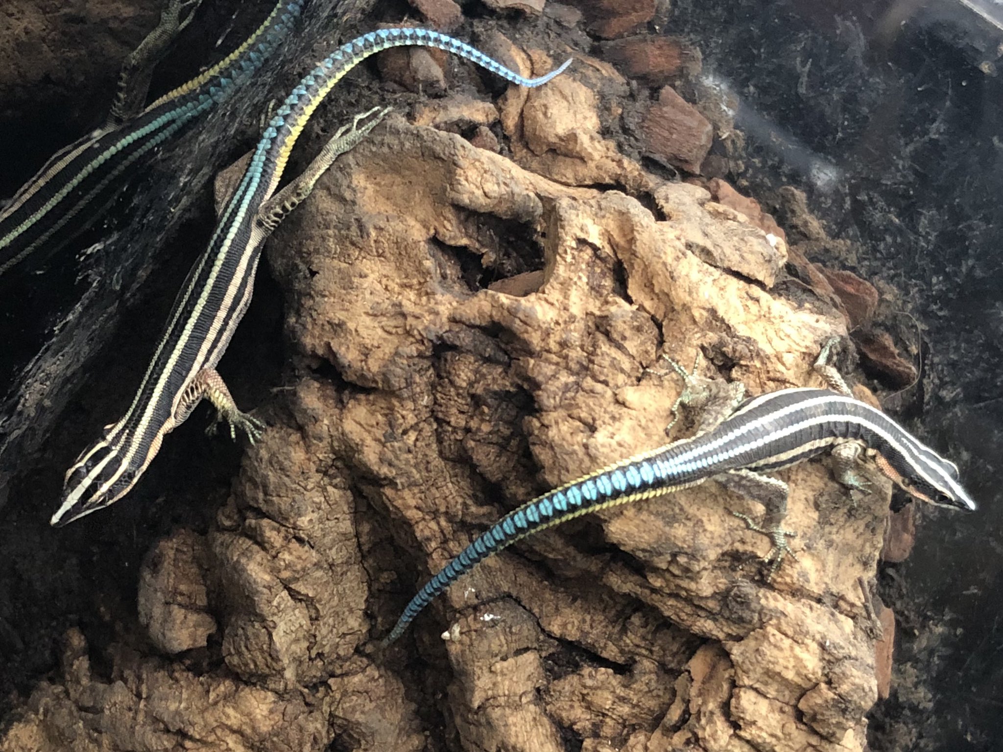 動物セル画 本物セル画】 ドラゴンボールGT 孫悟空SS4 即購入歓迎 スーパー