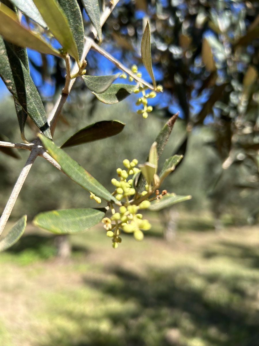 queijodalagoamg's tweet photo. As oliveiras já estão florescendo!
#olival #azeite #oliveira https://t.co/TWFKwZVzKC