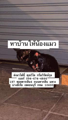CatsterClub's tweet photo. 🏠หาบ้านให้น้องแมว🏠
ขอคนที่สามารถดูแลน้องต่อได้นะคะ
ปัจจุบันน้องแผลดีขึ้นกว่าในภาพแล้วนะคะ 
น้องป่วยเป็นเชื้อราคริปโต (ติดจากนกพิราบค่ะ) 
เดิมเป็นแมวจรอยู่บริเวณบ้านหม้อค่ะ เคยประกาศหาคนดูแลมาแล้วครั้งนึง แต่ปัจจุบันคุณป้าที่ช่วยดูแลป่วยต้องเตรียมตัวผ่าเข่า จึงไม่สามารถดูแลน้องต่อได้ค่ะ 
หากท่านใดสะดวกอุปการะน้อง เรามีอาหาร/ยา/อุปกรณ์ทำแผล ไปให้ด้วยค่ะ
พิกัด: ปัจจุบันน้องอยู่บ้านคุณป้าที่ซอยตากสิน 4 ค่ะ 
เบอร์ติดต่อ: 094-674-4866 (ป้าเล็ก)