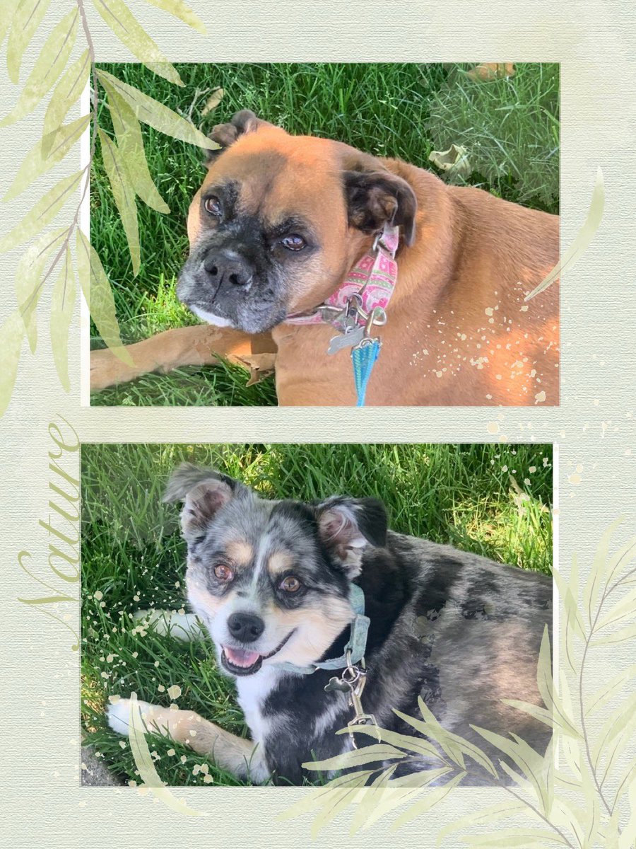 AbbysAnimals1's tweet photo. Hank and Layla get their Happiness from laying in the grass and feeling the sun☀️☀️
#twpdogwalker #washingtontwpnj #petsitting #abbysanimalsitters #twppetsitter #washingtontwp #BelleMariano #LoveIsland #BarbieMovie #TaylorSwiftTheErasTour https://t.co/56cPT2Gv4p