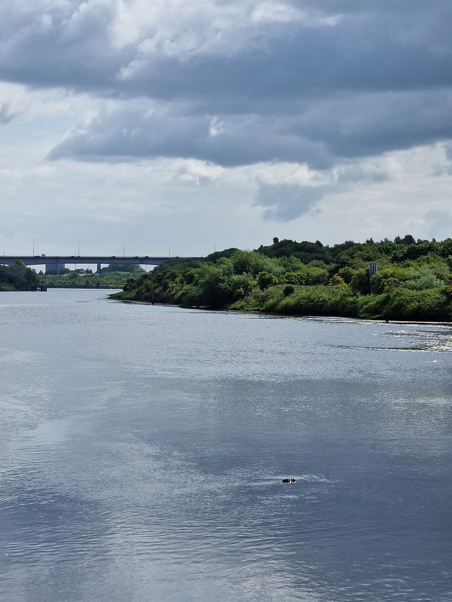 BentleysCoulby's tweet image. A really enjoyable #Netwalk this lunchtime for @britainsmallbiz @BTBusiness. The weather held for our walk and we even did some seal spotting, as pointed out by Gary @Inspiral_Cycles. We named him Neil the seal 🦭 😀 Thank you to everyone for coming and hope to see you next month