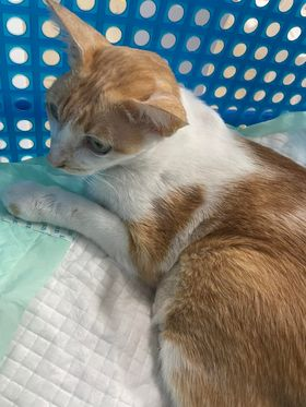 CatsterClub's tweet photo. 🩸ขอรับบริจาคเลือดน้องแมวด่วนค่ะ🩸
น้องดอลล่าป่วย ตับอ่อนอักเสบ ถุงน้ำดีอักเสบ และเม็ดเลือดแดงต่ำค่ะ และน้องเป็นลูคิเมียด้วยค่ะ 

รักษาอยู่ที่ รพ.สัตว์ มหาวิทยาลัยเกษตรศาสตร์ บางเขน
ติดต่อเจ้าของได้ที่ ชมพู่ โทร.082-171-5269

ใครที่มีน้องแมวสุขภาพแข็งแรง
ฉีดวัคซีนครบถ้วน สามารถช่วยเหลือน้องได้รบกวนด้วยนะคะ 🙏🏻