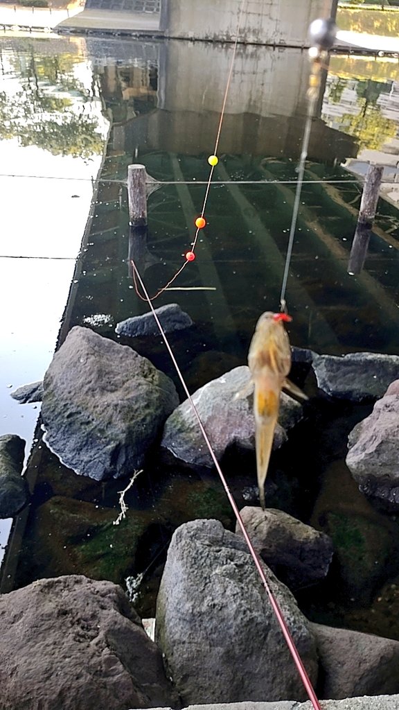 TogeoCompany's tweet photo. 一年振りにだいちゃんと釣りへ。テナガエビ釣る予定が、気候のせいかさっぱり釣れず…。ハゼをたらふく釣って終了 https://t.co/oYHbuEbAIG
