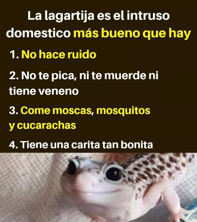 Si las ves, ¡no las mates!