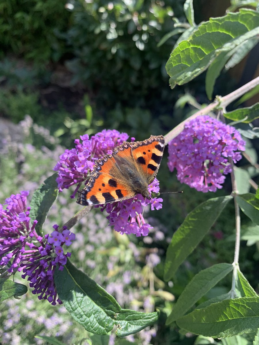 I’ve just completed my first count of the year for <a href="/savebutterflies/">Butterfly Conservation 🦋</a>!! Don’t forget to take part too, it’s really simple and only takes 15 minutes of your time! Here’s one of three Small Tortoiseshells I spotted in my garden! #citizenscience #butterfly #conservation
