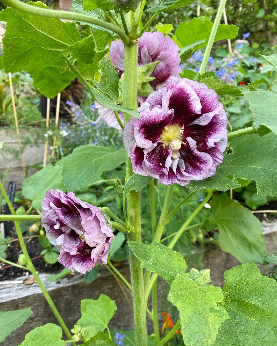 Flo Scott tweet media