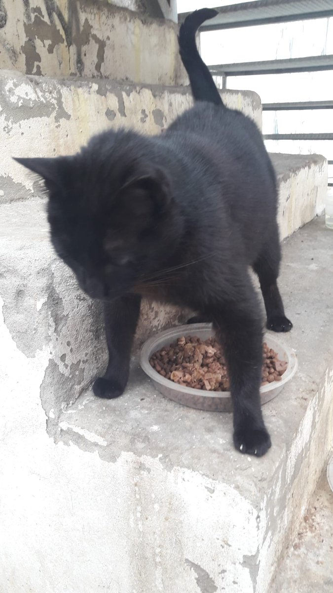 tessaweb's tweet photo. Doy 500 euros por este gato perdido en Conil Cádiz. Tessa 644173886. https://t.co/dTcc0GgMDm