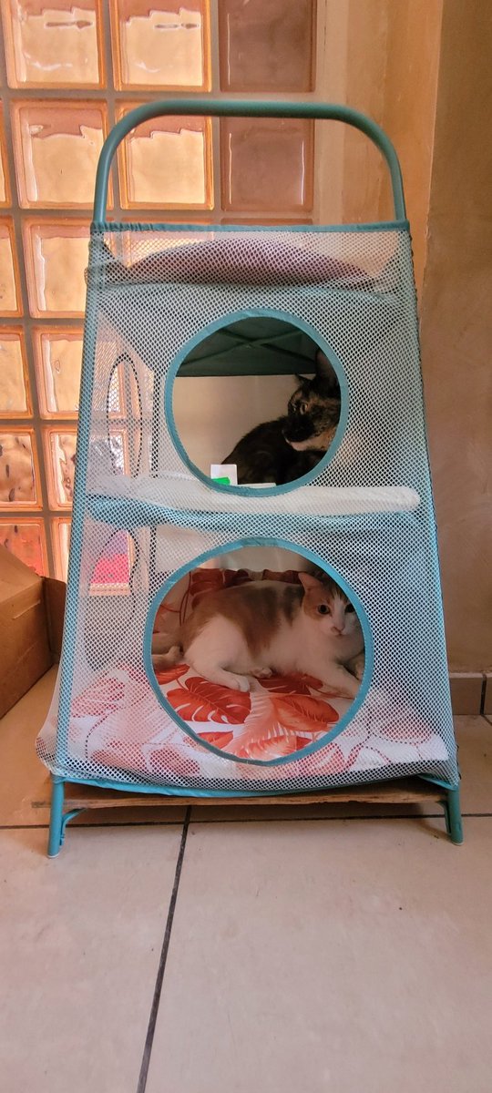 sytoalex's tweet photo. Hoy hackeamos IKEA.. #tigerfink convertido en cama para gatos.
How turn de toys storage into a bed for cats. 
Tigerfink circular hub 9€
Round cushion 1,85 €
Chair cushion 1,75
Pet matress 6 €
Total 18,60 €
#ikeahackers #camadegato #ikeaforcats #ikea #CatsLover #CatsOfTwitter https://t.co/otkyc7AaKc