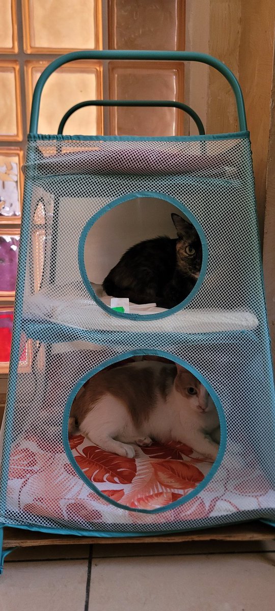 sytoalex's tweet photo. Hoy hackeamos IKEA.. #tigerfink convertido en cama para gatos.
How turn de toys storage into a bed for cats. 
Tigerfink circular hub 9€
Round cushion 1,85 €
Chair cushion 1,75
Pet matress 6 €
Total 18,60 €
#ikeahackers #camadegato #ikeaforcats #ikea #CatsLover #CatsOfTwitter https://t.co/otkyc7AaKc