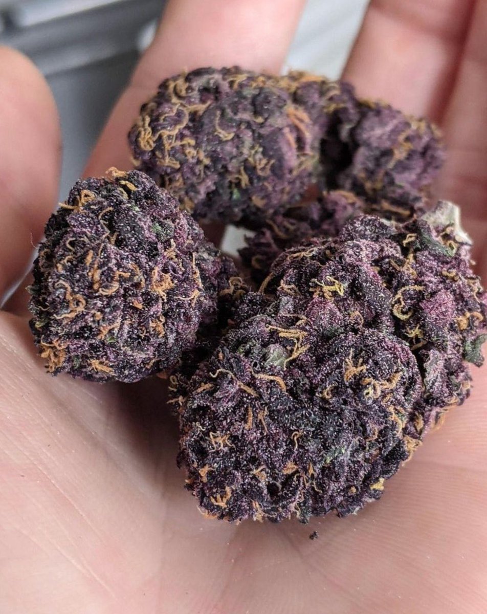 Ja subiu o primeiro do dia por ai? 🔥💨