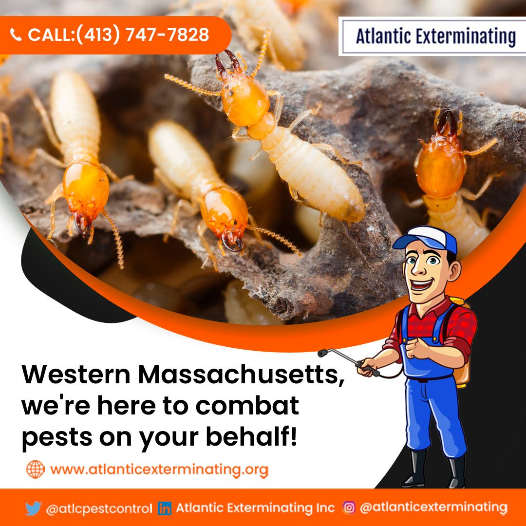 atlcpestcontrol's tweet image. Western Massachusetts, we&apos;re here to combat #pests on your behalf!

Atlantic Exterminating is your trusted partner for all your #pest_control needs. Our team of dedicated professionals will go the extra mile to ensure your home remains pest-free.

Contact us today!
