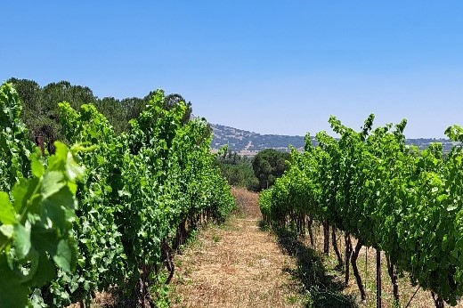 RuthNieman's tweet photo. Mawawi, Bettuni &amp; Debouki... ancient biblical grape varieties making new age wines... https://t.co/r25t8d7WeH https://t.co/8HhvWPiDIl
