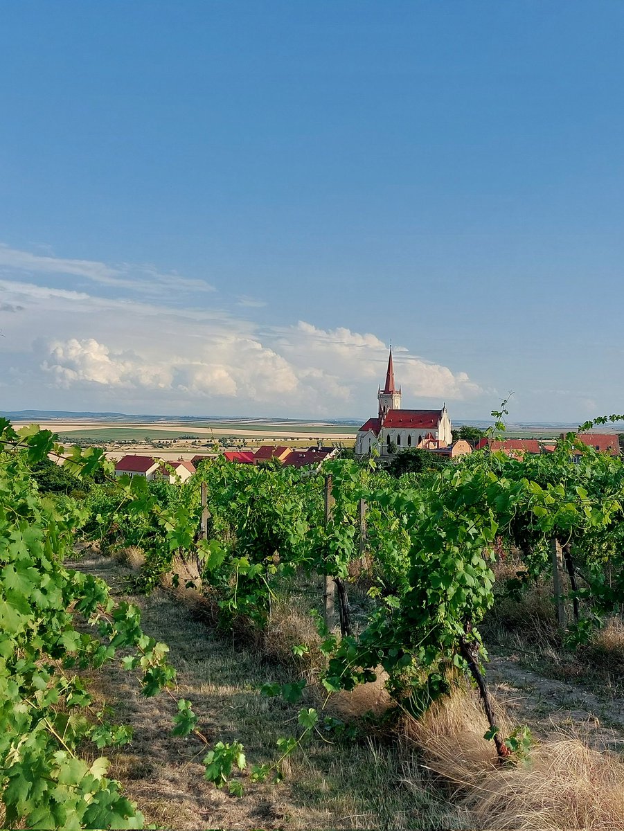 SortJindrich's tweet image. Znojmo-Konice 🍇🩷
#Znojmo #Moravia #Czechia