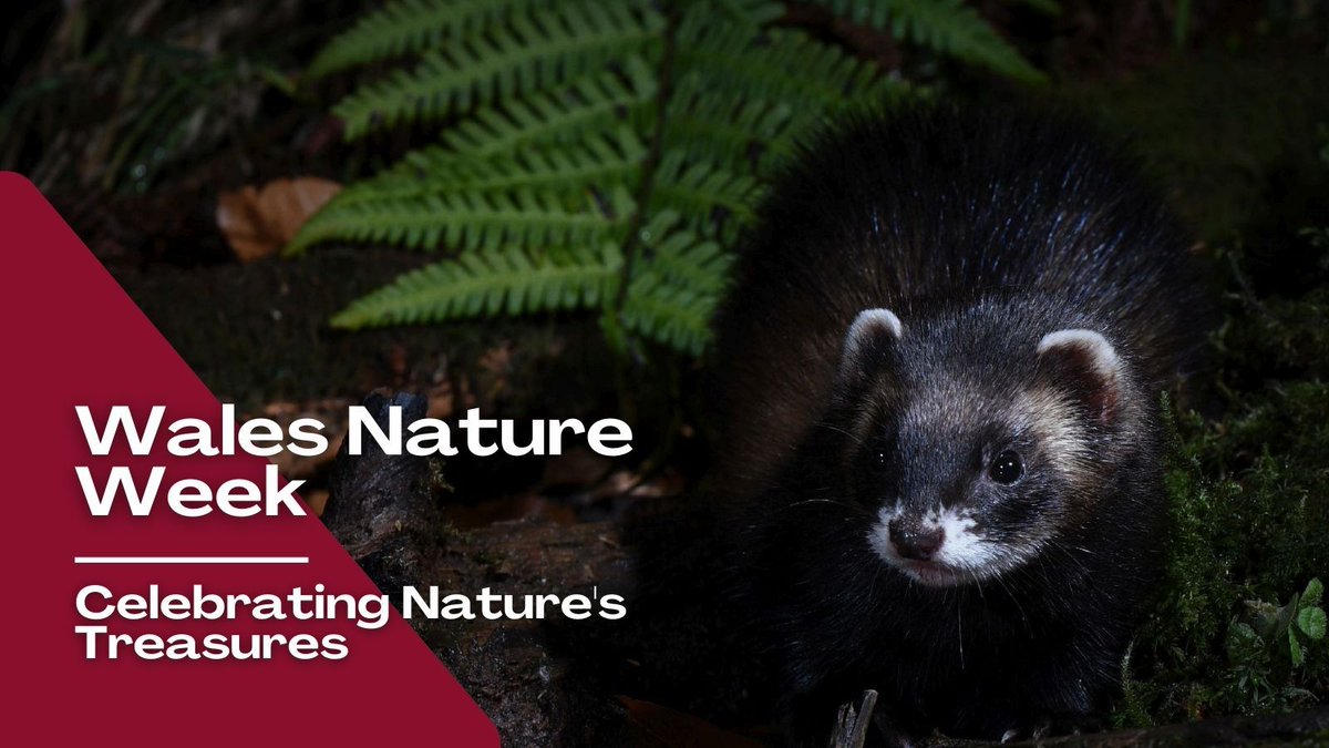Despite being pushed to the brink of extinction across Britain through persecution, Wales remained a stronghold for polecats 🐾

This #WalesNatureWeek, we're celebrating nature's treasures 🌳

Today, polecats can be found throughout Wales especially in valleys and farms 🏴󠁧󠁢󠁷󠁬󠁳󠁿