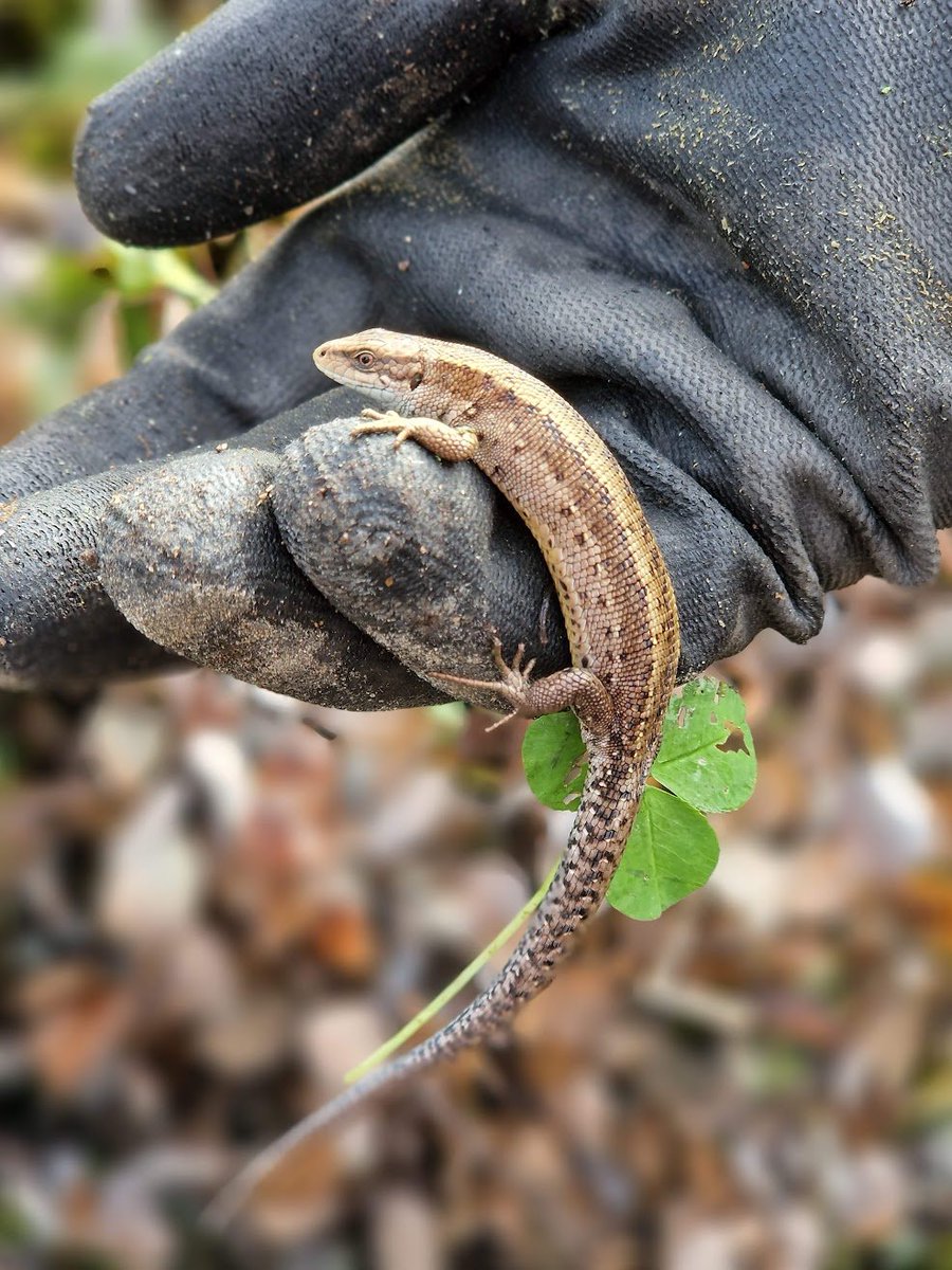 T1Heikkila's tweet photo. Vein risukuorman ja huomasin peräkärryn pohjalla tällaisen uteliaan veijarin. Iloisesti jatkoi matkaa metsään. #sisilisko https://t.co/qckbGvrxZQ