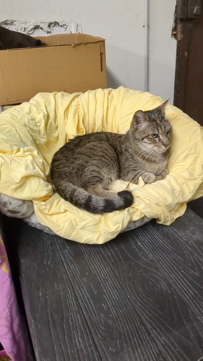 [Sauvetage en cours] Grisou un chat de 10 ans dont la propriétaire ne veut plus .. 😡 Très sociable et adorable avec les autres chats, il est désormais en FA où il reçoit tout l'amour dont il a besoin ❤️