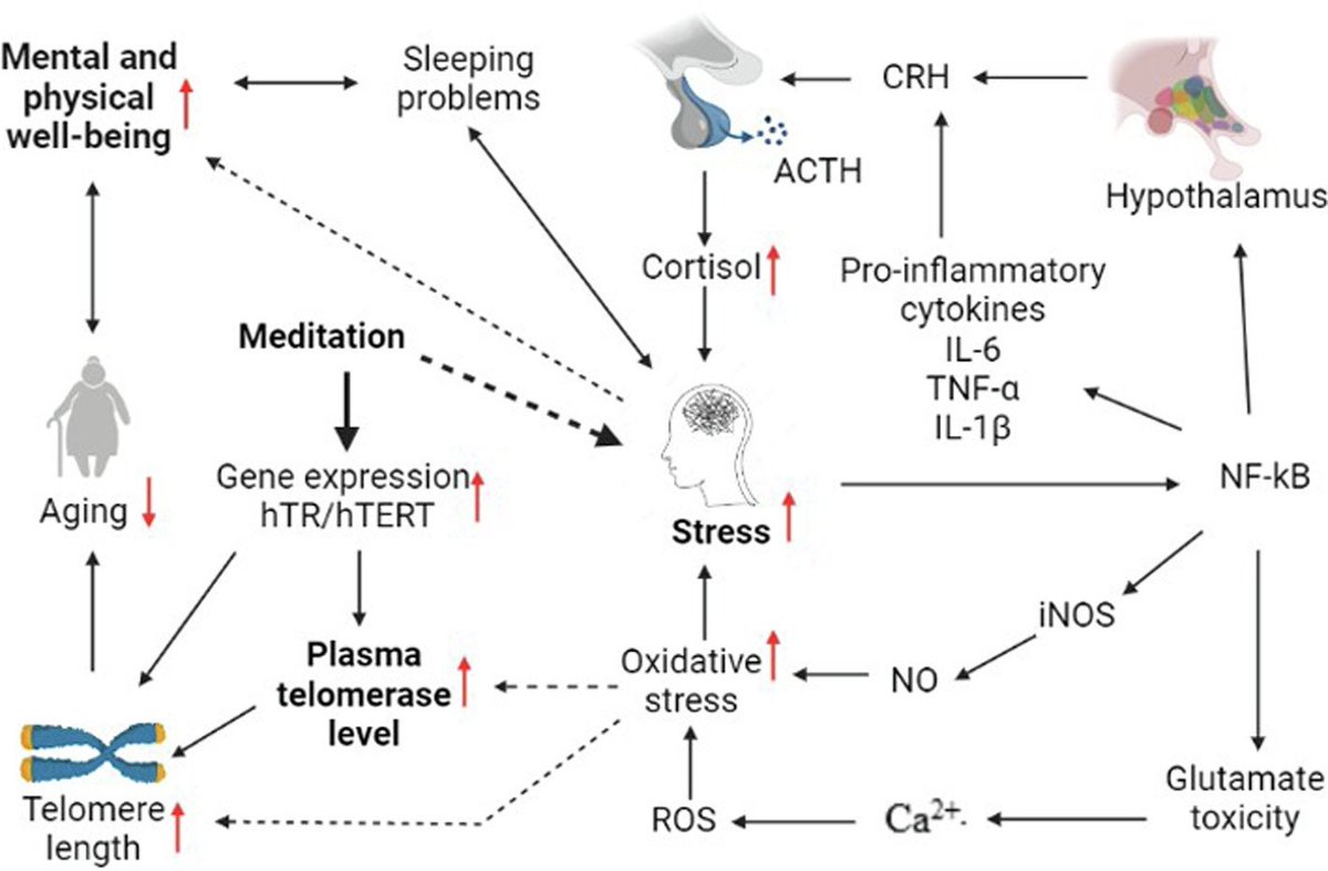 TheRootCauseCo's tweet photo. Meditation is key. 

"Long-term meditators experience enhanced psychosocial wellbeing, such as a better outlook on life experiences and coping skills, a better physical quality of life, as well as underlying biochemical changes that would contribute to healthy aging." https://t.co/CkX5FZOYRK