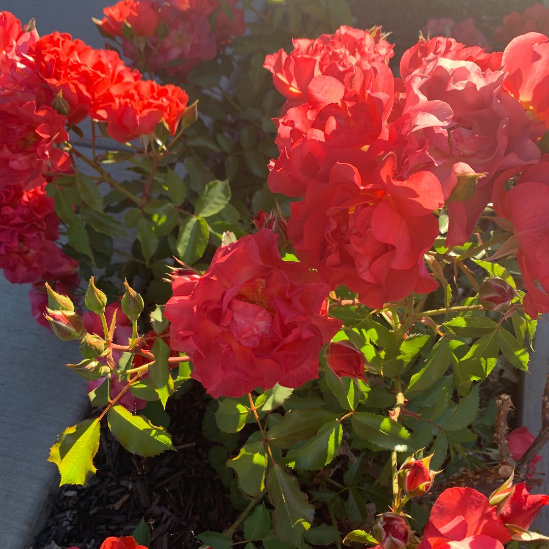 Learn Forward tweet media