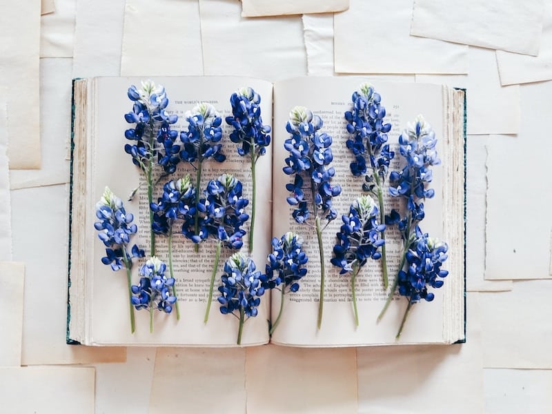 AnneBogel's tweet photo. Explore floral cover design with these 10 novels https://t.co/zPVbPRVSKu https://t.co/avfigFzOBJ