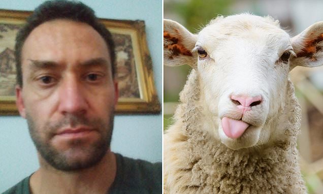 RT @MailOnline: Man breaks into shed and has sex with a male sheep https://t.co/6Q0FQZlh0b https://t.co/E9Fwhmdy1x