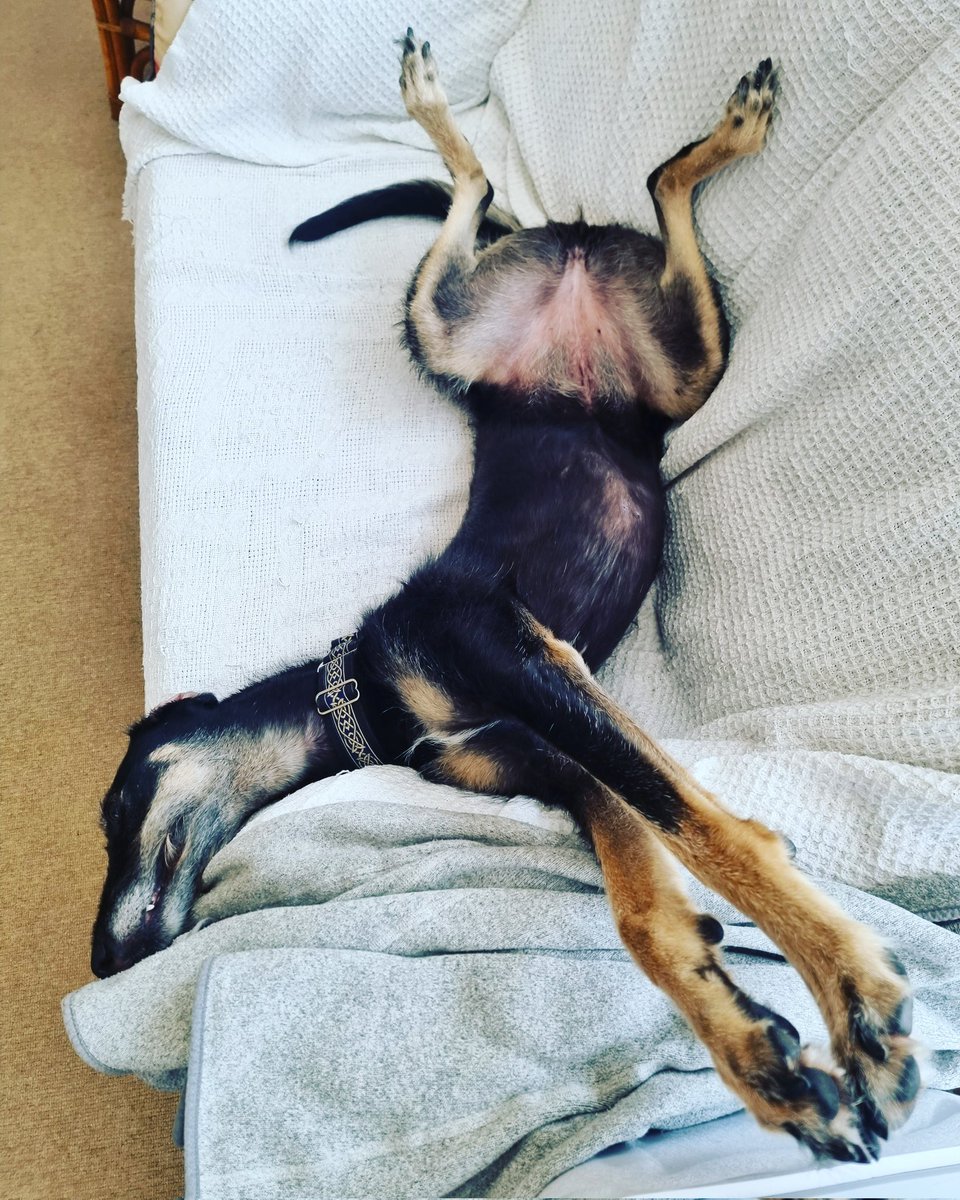 &amp; relax ...
#nationaldogphotography 
#dogsontwitter
#dogs
#chillax
#borzoi 
#toughday