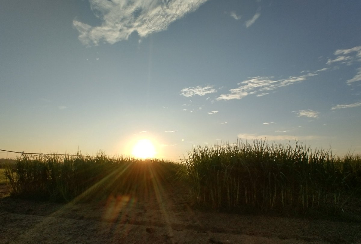 Day 2 of pre-dawn sampling and measurements at UF: a Collab between Altpeter Lab and Long Lab through <a href="/CABBIbio/">CABBI</a> research on energycane!